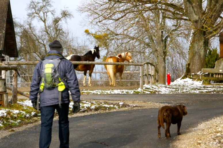 WEILHEIM-SCHONGAU >  Gemeinde Wessobrunn > Paterzeller Eibenwald