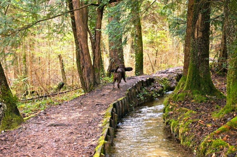 WEILHEIM-SCHONGAU >  Gemeinde Wessobrunn > Paterzeller Eibenwald