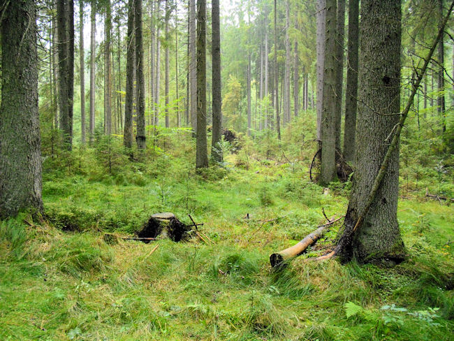 Bayerwald Impressionen