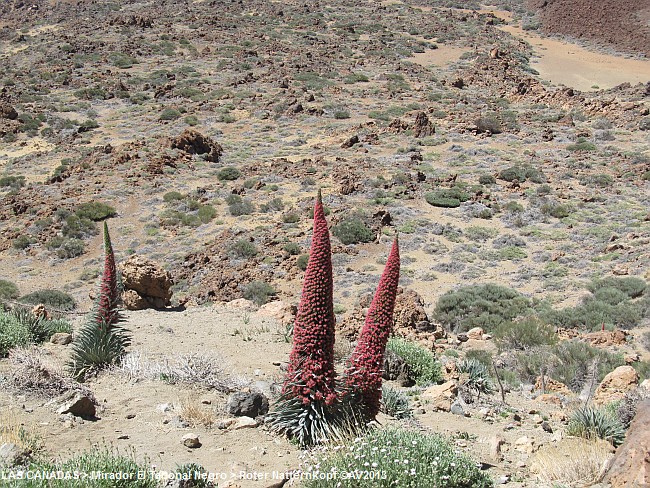 LAS CANADAS > Mirador El Tabonal Negro > Roter Natternkopf