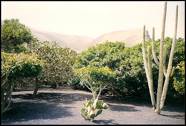 Lanzarote> Kakteenpark