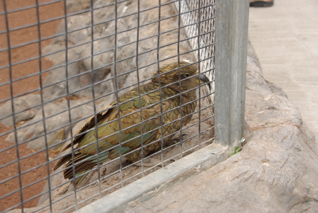 LORO PARQUE > Ein paar Eindrücke