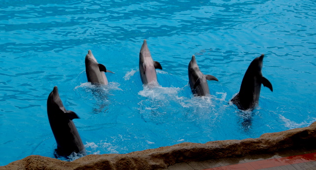 LORO PARQUE > 29_Delphinshow