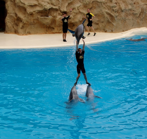 LORO PARQUE > 29_Delphinshow