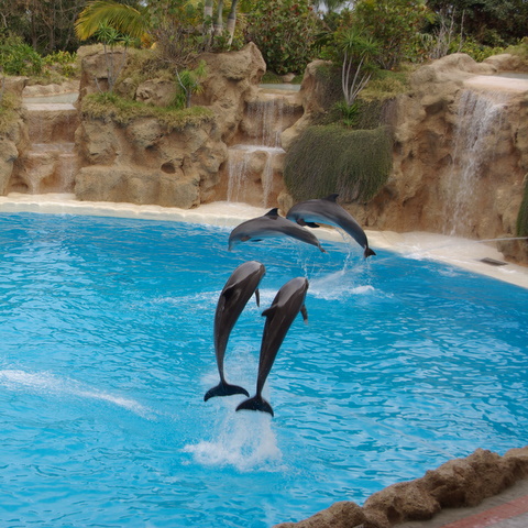 LORO PARQUE > 29_Delphinshow