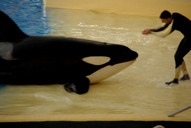 LORO PARQUE > 30_Orca Ocean