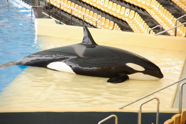 LORO PARQUE > 30_Orca Ocean