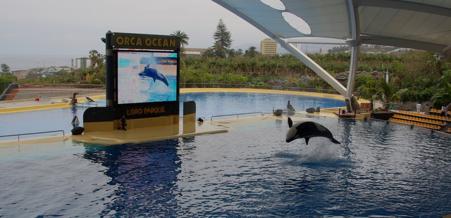 LORO PARQUE > 30_Orca Ocean