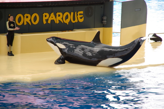 LORO PARQUE > 30_Orca Ocean