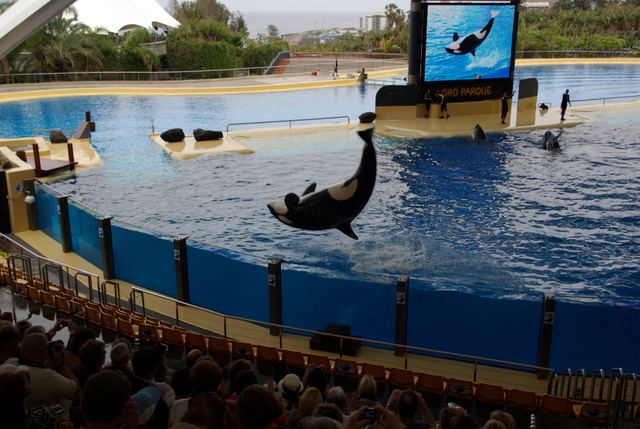 LORO PARQUE > 30_Orca Ocean