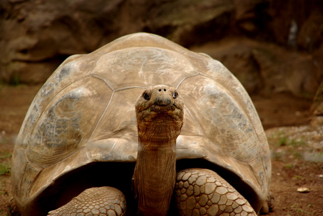 LORO PARQUE > 27_Ein paar Eindrücke