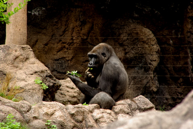 LORO PARQUE > 04_Flachlandgorilla > Ein paar Eindrücke