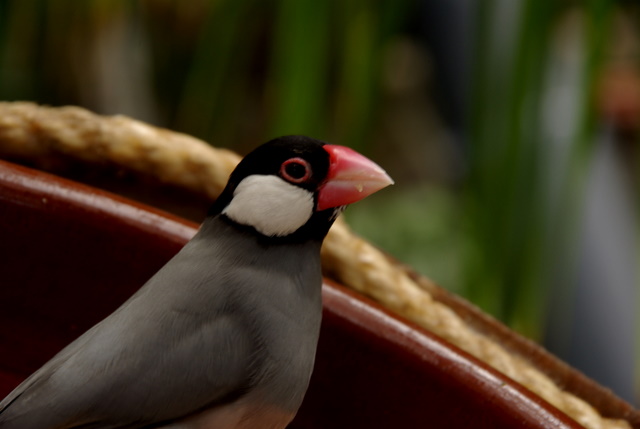 LORO PARQUE > 10_Katandra Treelops > Ein paar Eindrücke