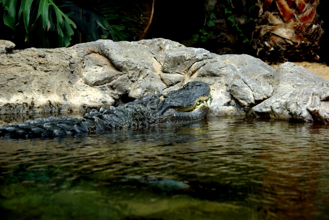 LORO PARQUE > 19_Alligator > Ein paar Eindrücke