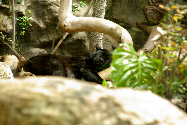 LORO PARQUE > 20_Ein paar Eindrücke