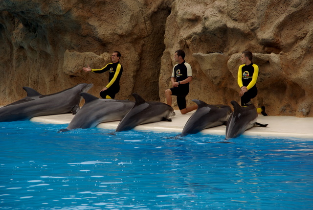 LORO PARQUE > 29_Ein paar Eindrücke