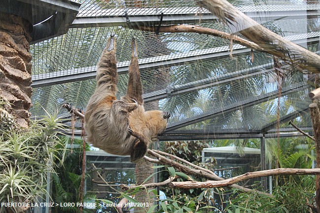 LORO PARQUE 2013 > 31_Faultier