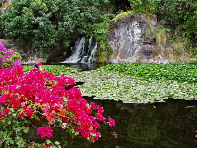 LORO PARQUE > 03_Eingangsbereich > Koi-Karpfen-Teich