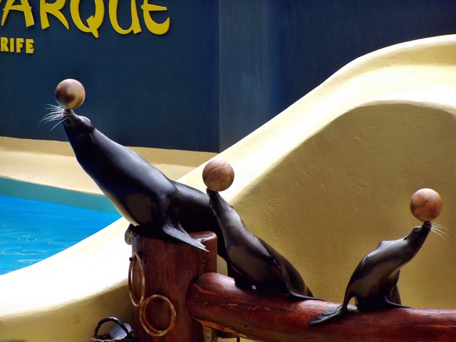 LORO PARQUE > 06_Seelöwen