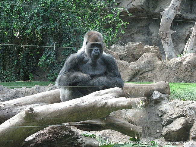 LORO PARQUE 2013 > 04_Flachlandgorilla_IMG_0701