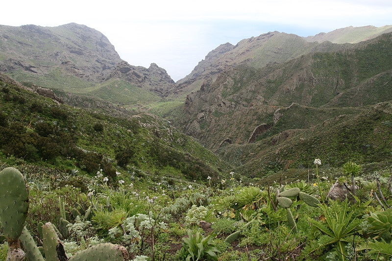 Garachico Masca068 800