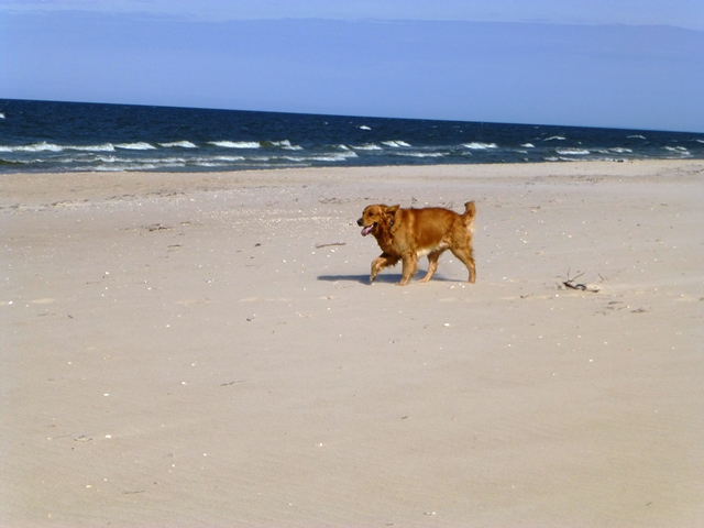 Insel Usedom > Am Hundestrand bei Trassenheide 6