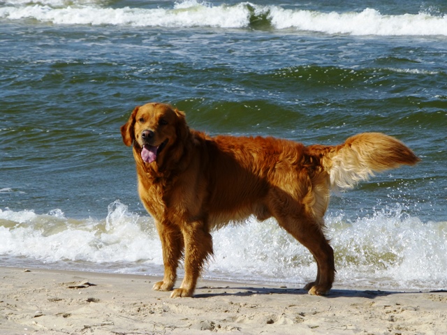 Usedom > Trassenheide > Am Hundestrand 8