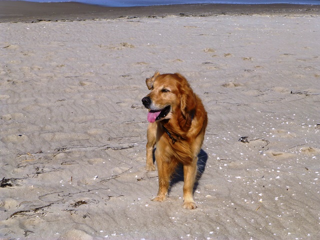 Usedom > Trassenheide > Am Hundestrand 5