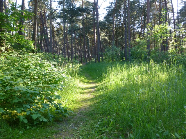 Usedom > Wald vor den Dünen bei Trassenheide und Strand 5