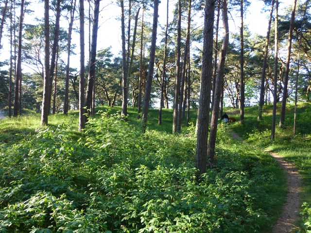 Usedom > Wald vor den Dünen bei Trassenheide und Strand 2