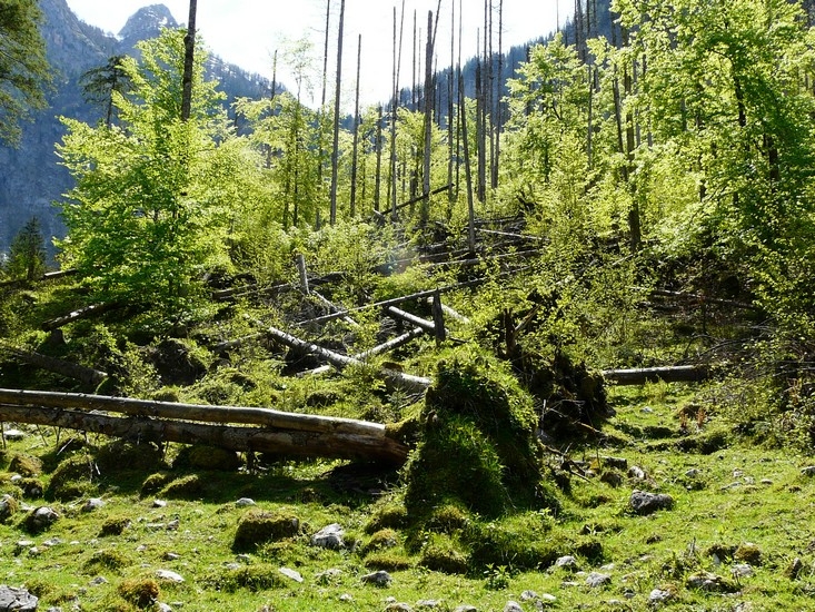 Zu dem Röthbachwasserfall