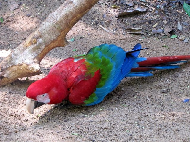 Vogelpark