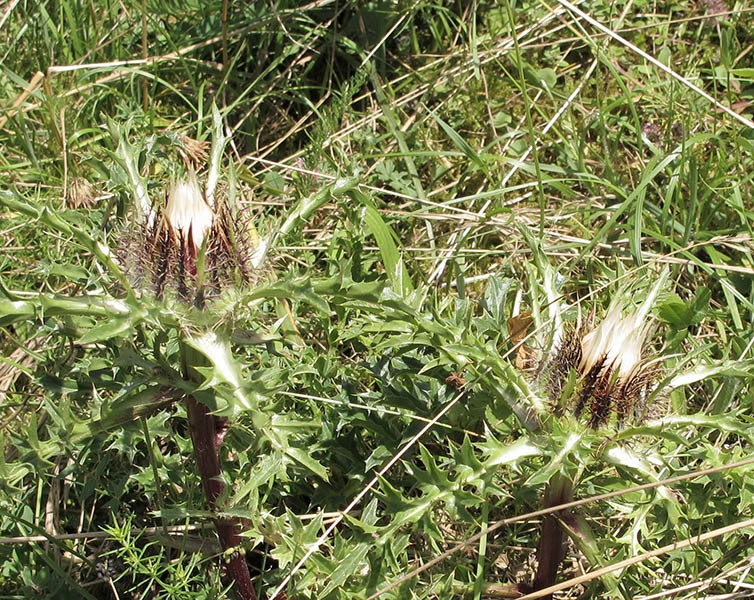 1f Wacholderheide