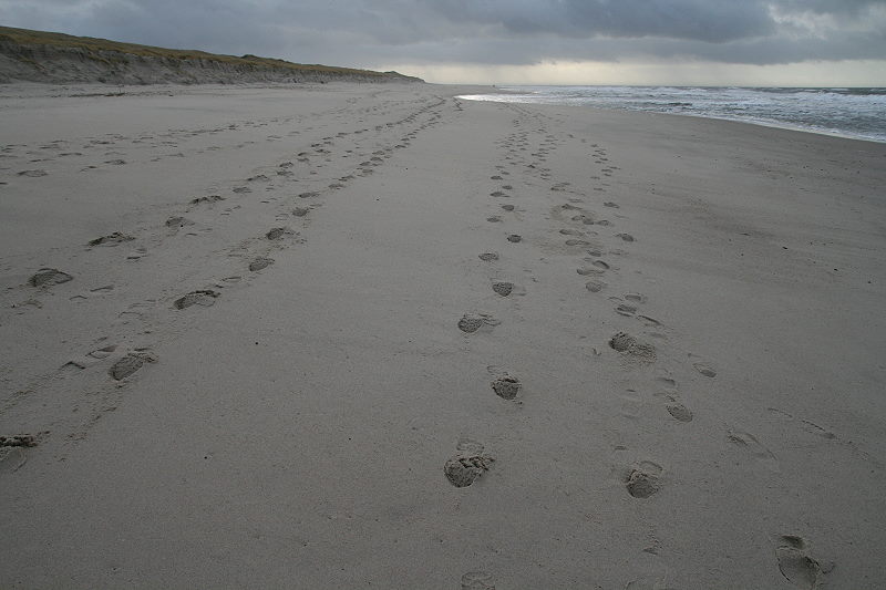 Strand Hörnum