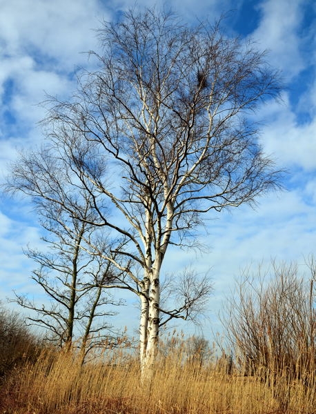 Zingst DSC_6212