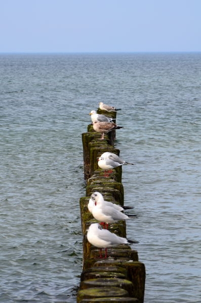 Fischland-Darß-Zingst DSC_6255