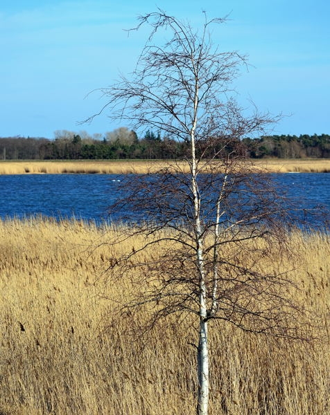 Fischland-Darß-Zingst DSC_6347