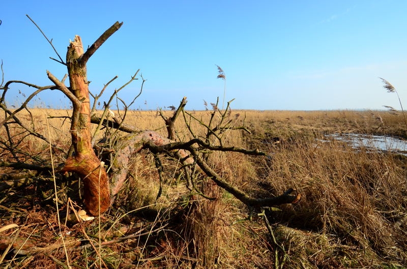 Fischland-Darß-Zingst DSC_6553