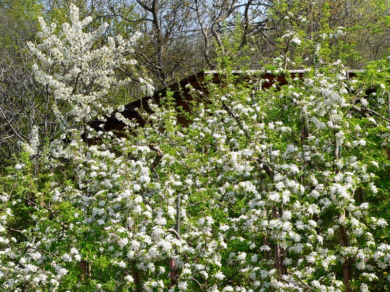 Blüte Meran