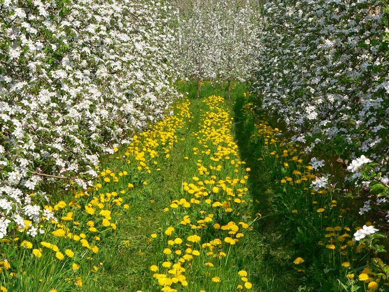 Blüte Meran