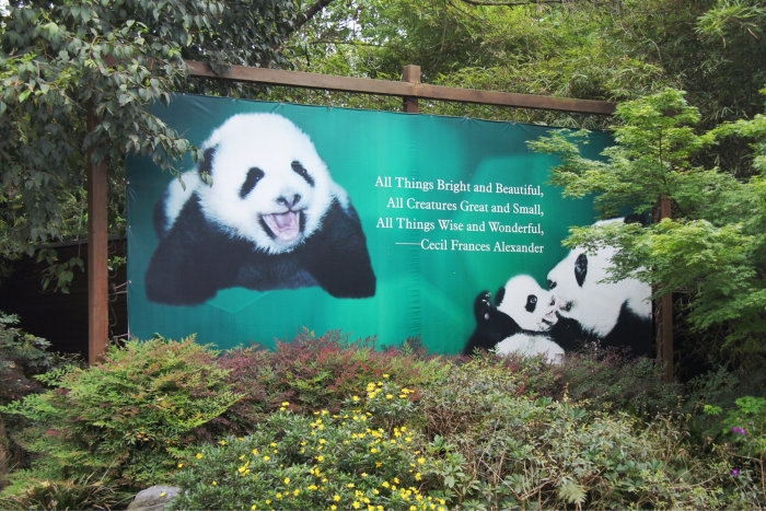 Panda1-05