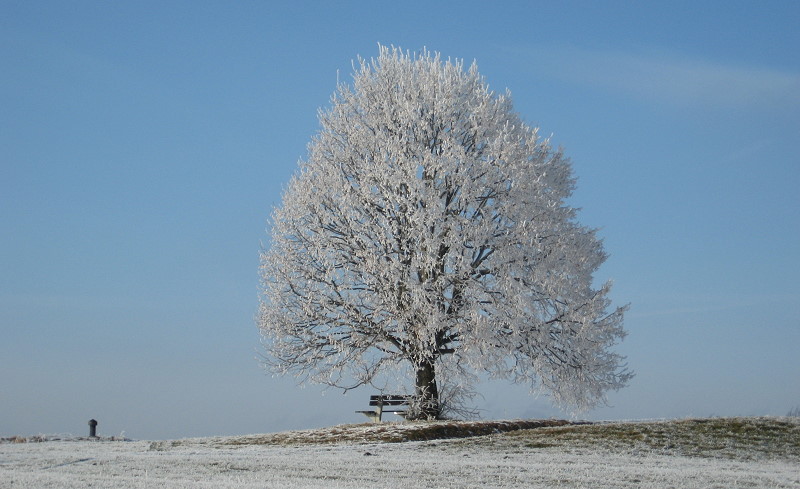 Baum im Winter