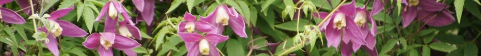 Clematis