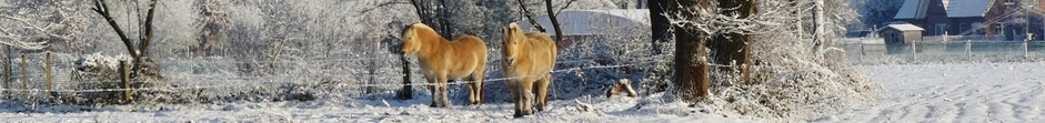 Pferde im Schnee