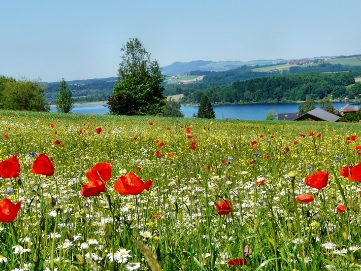 Wallerseeausflug