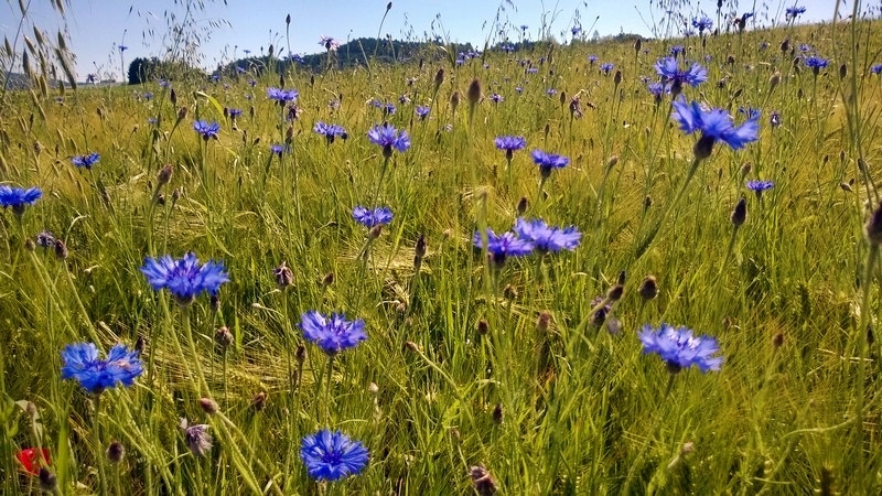 Wallerseeausflug