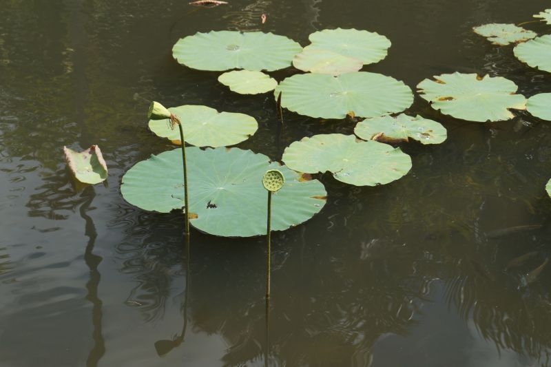 MS:Botanischer Garten>Lotusblumen1