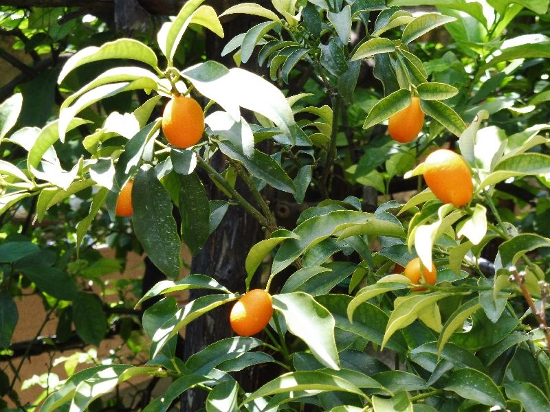 Limonaia del Pra de la Fam (9)