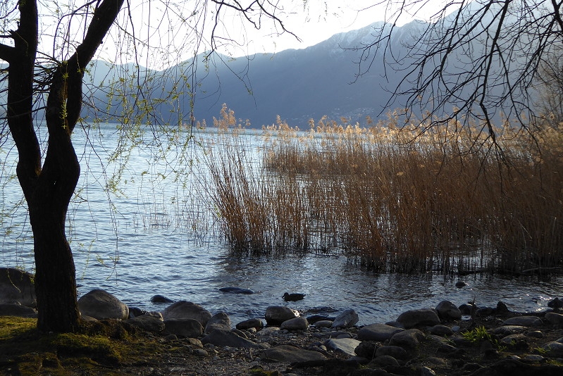 03 Ufer  See Ascona  800 (4)