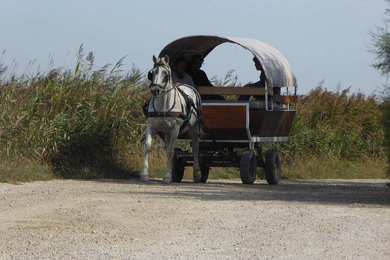 21 8 Camargue 064